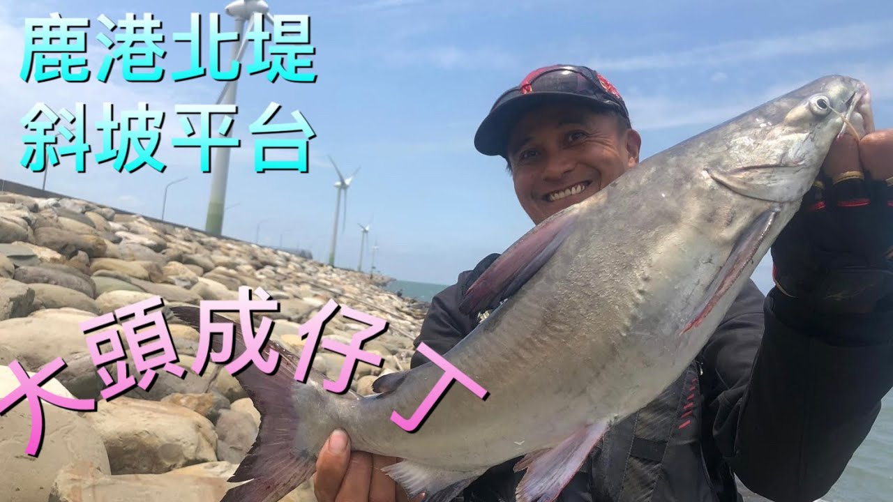 鹿港北堤斜坡.平台,梅雨季竟然遇到一整群大頭成仔丁!!!體型超大,一條幾乎就爆桶,滿滿天然膠質,料理對味道一定對!!