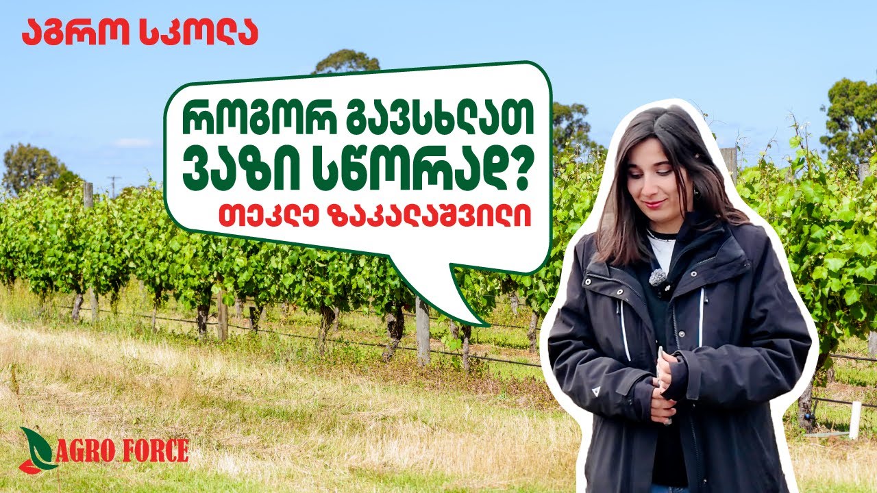 როგორ გავსხლათ ვაზი სწორად? #აგროსკოლა თეკლა ზაკალაშვილი