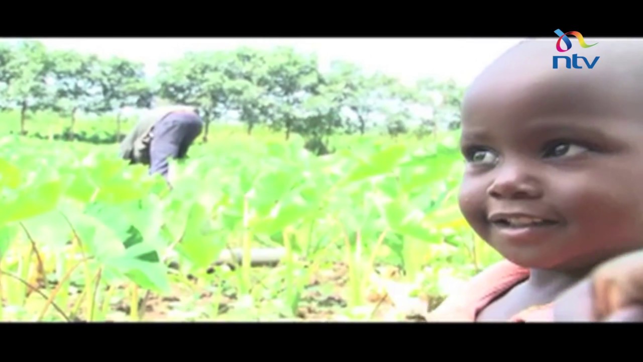 Farmers in Western Kenya using arrowroots to make good use of region's wetland