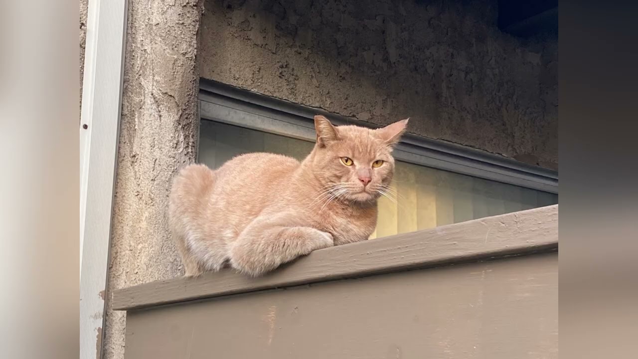 Cute Cats 🐈‍⬛ 🐱 🐈 