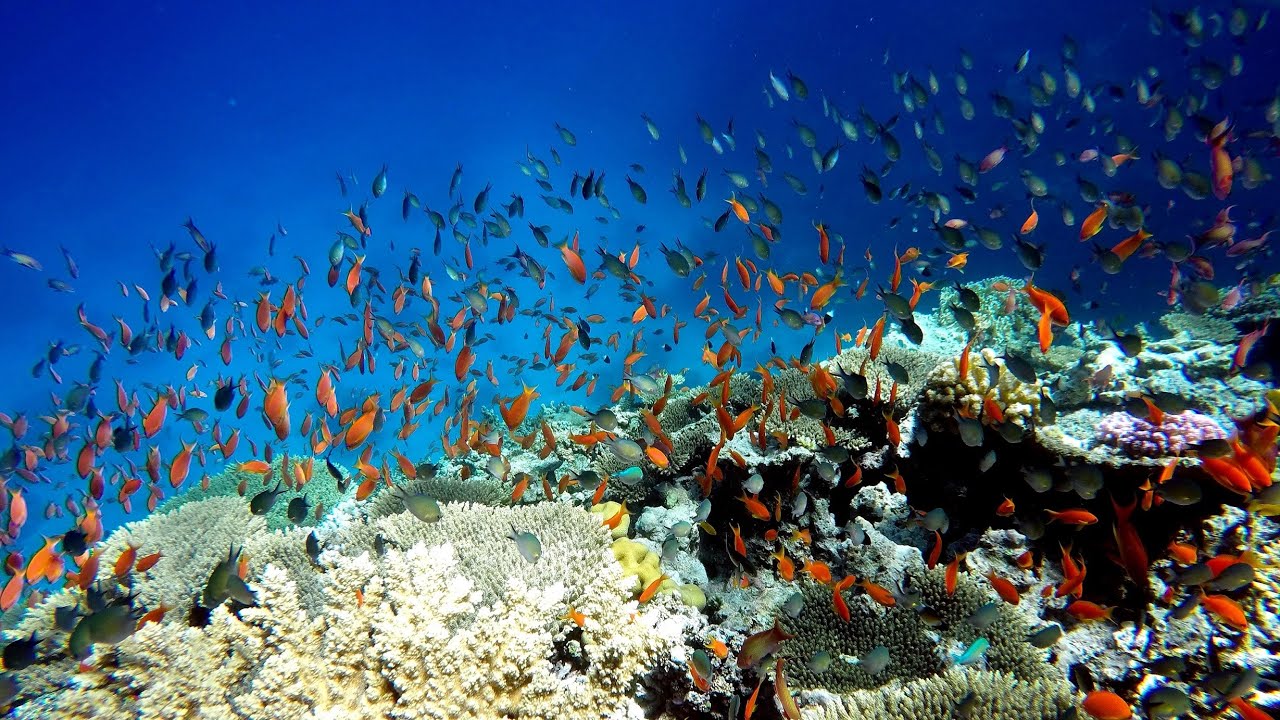 Diving Star Center -Hurghada Egypt