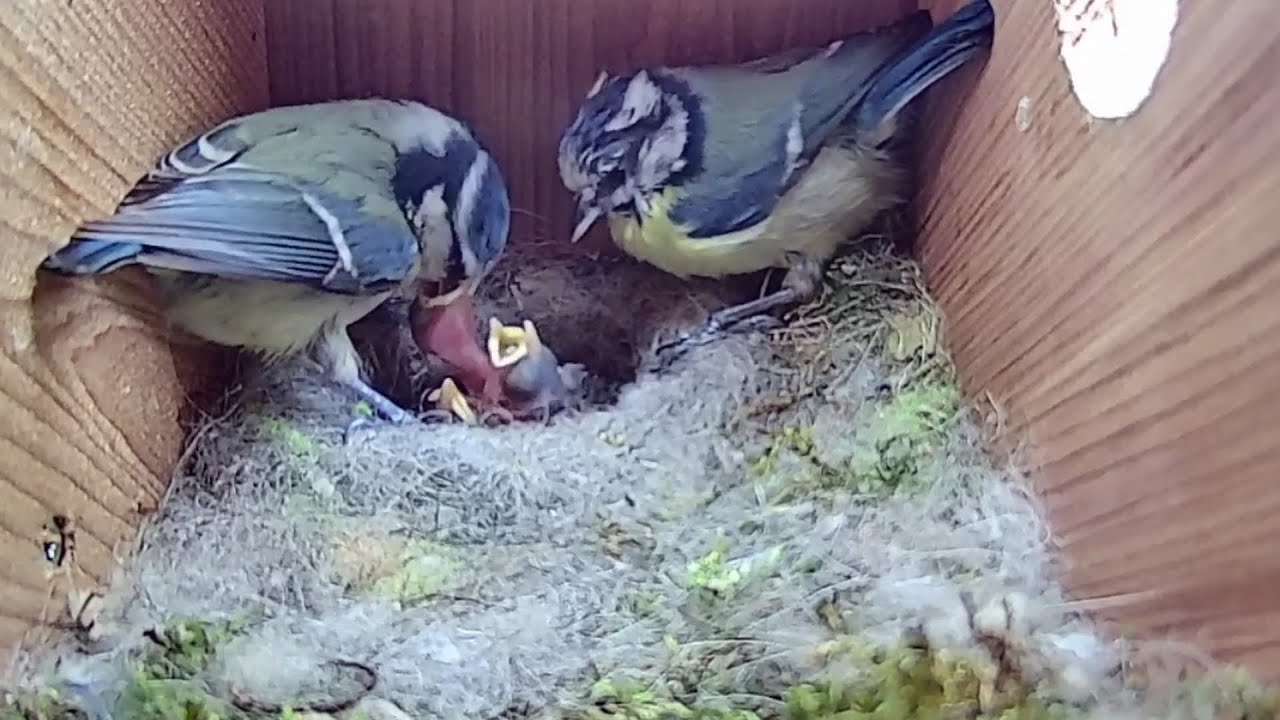 16th March 2021 - Blue tit nest box live camera highlights