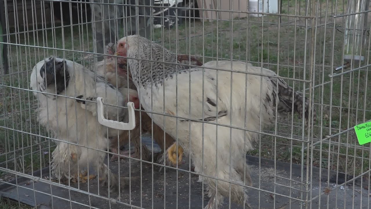 Oltre un secolo di tradizione per la fiera del bestiame