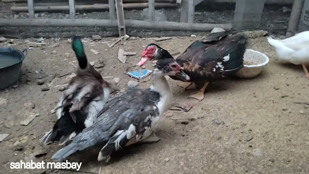 Pertemuan Bebek Yang Sangat Super Lucu