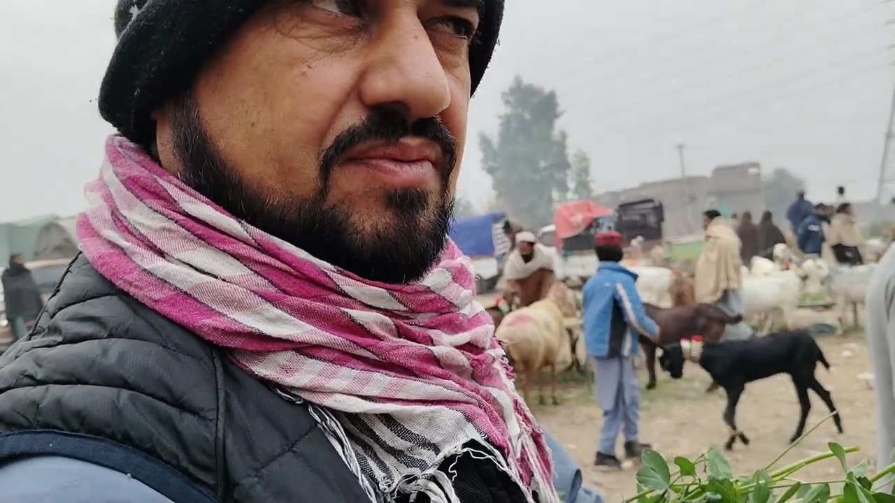 Peshawer saifan mandi update check kre bakriyeo ki..20.12.2025