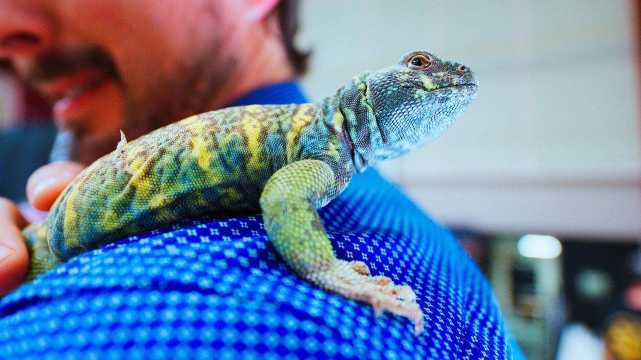 Что на самом деле произошло на выставке рептилий в Денвере с участием Clint's Reptiles