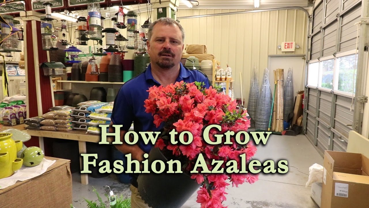 How to grow Fashion Azaleas with a detailed description