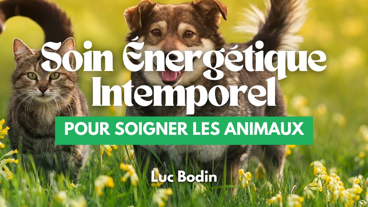 Soin Énergétique Intemporel pour soigner les Animaux