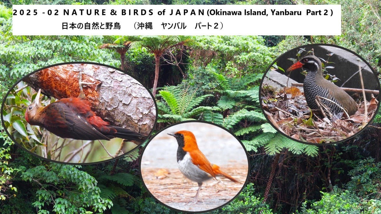 2025-02 Nature & Birds of Japan (Okinawa, Yanbaru Part 2 )