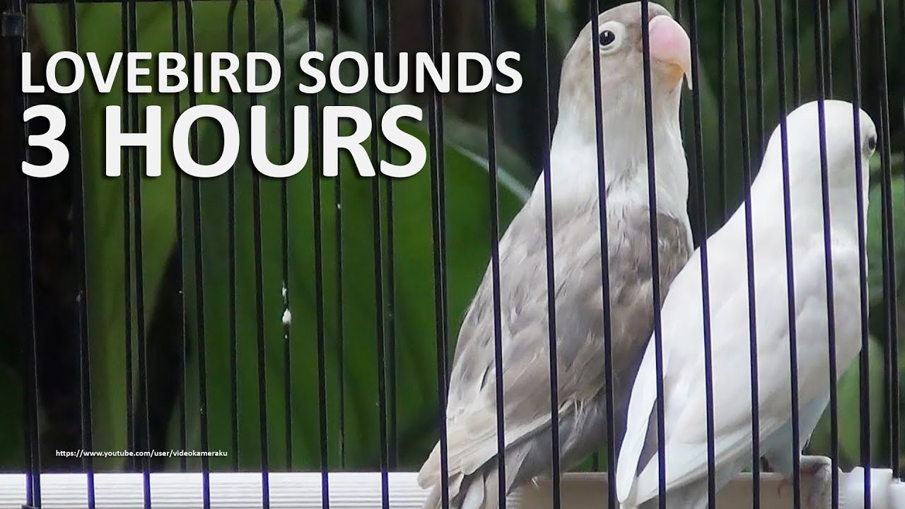 3 Hour Lovebirds Sounds (Duo) - Pastel Violet & Pastel Mauve Black Masked