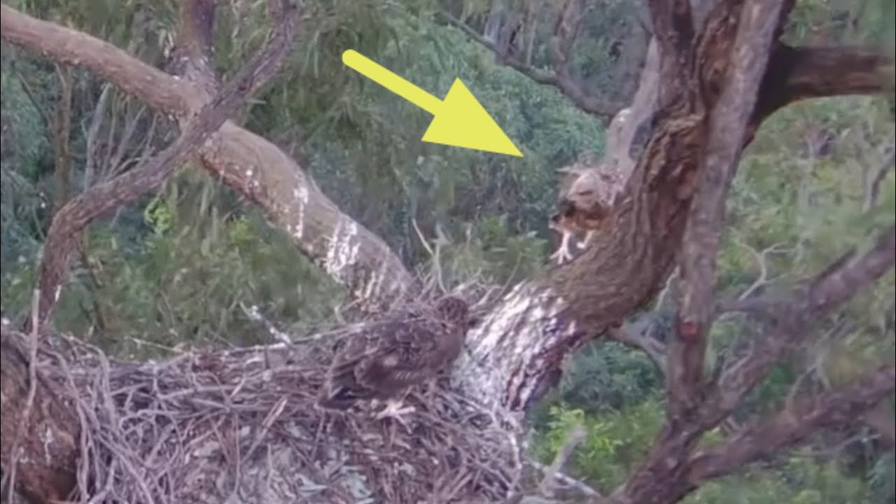 Big eaglet successfully jump from one branch to another | Sea-EagleCAM | Oct 23, 2025