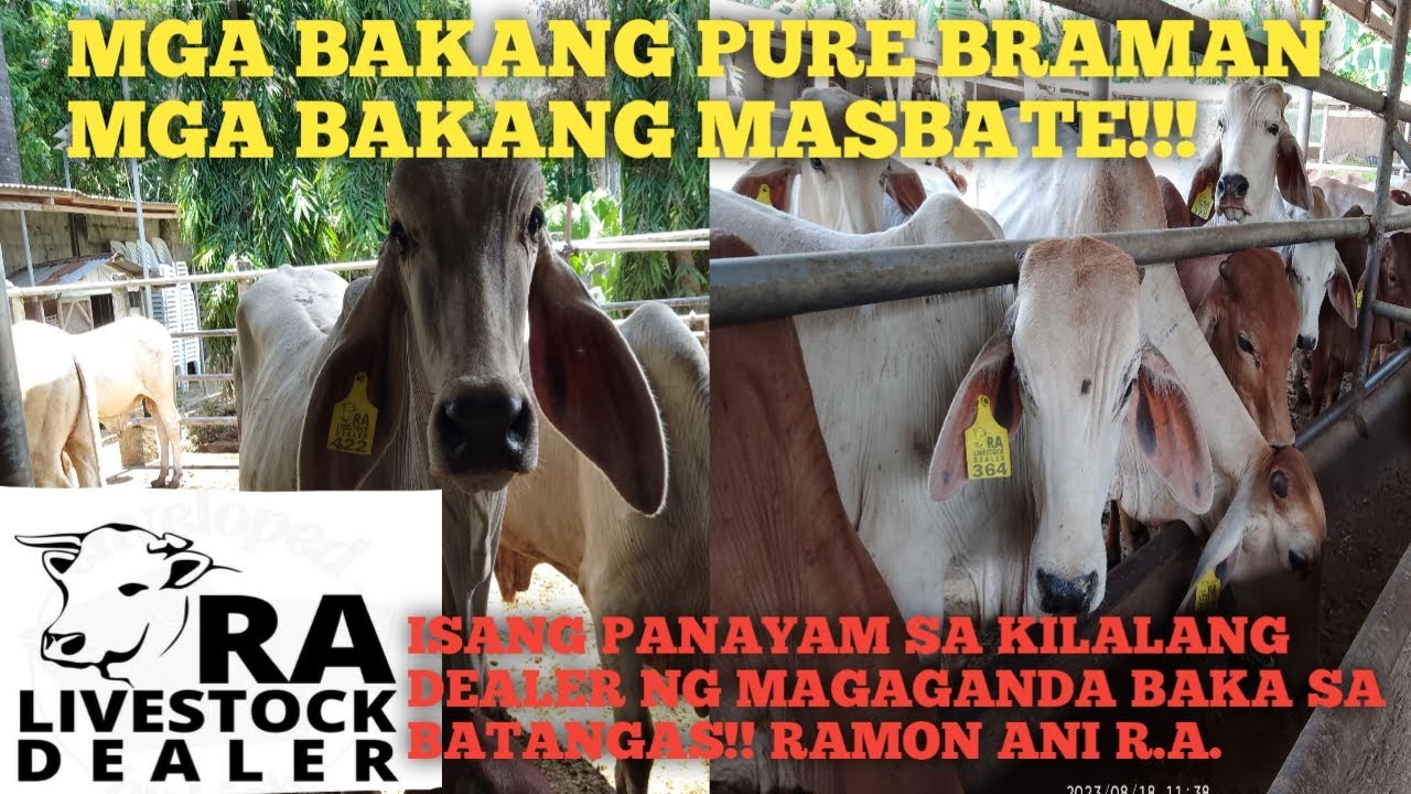 Mga Super qualiting mga Baka!!R.A.LiveStock Dealer ng Padre Garcia Batangas