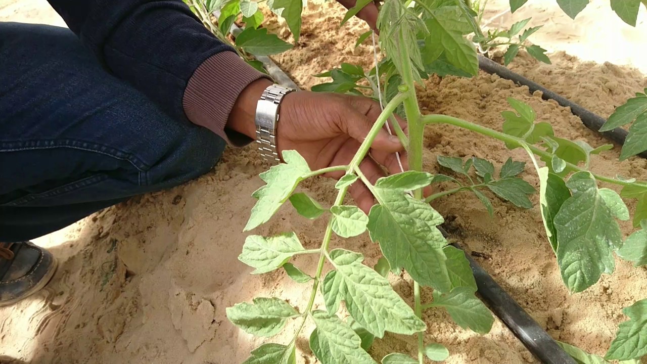 المرحلة الاولي لتربية وتقليم الطماطم داخل البيوت المحمية Cultivation and trimming of tomatoes