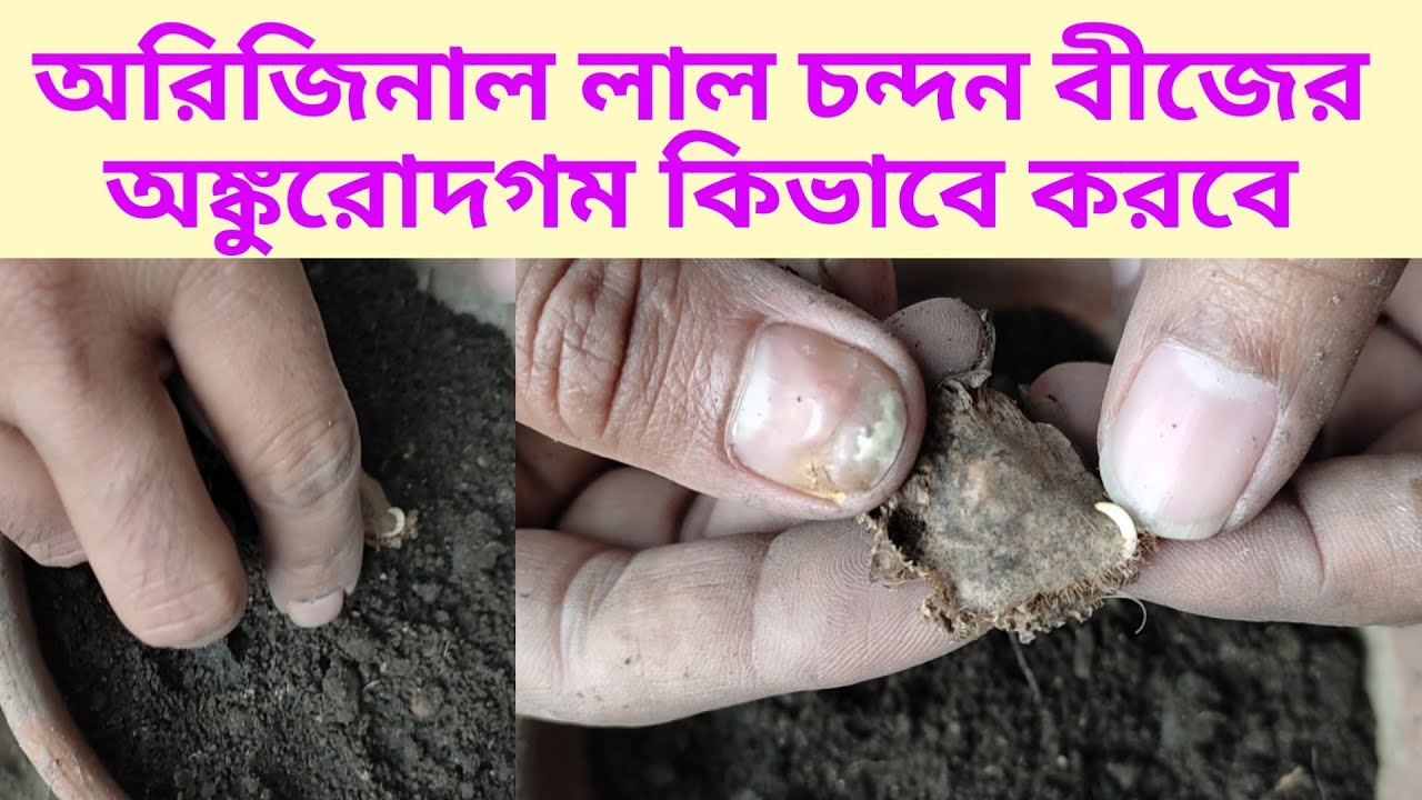 লাল চন্দন বীজের অঙ্কুরোদগম/Red Sandalwood Seeds Germination/Lal Chandan
