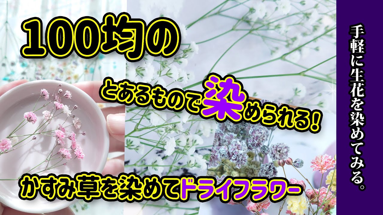 【ドライフラワー作り方】かすみ草をダイソーの100均素材で染色してみる！ハンドメイド