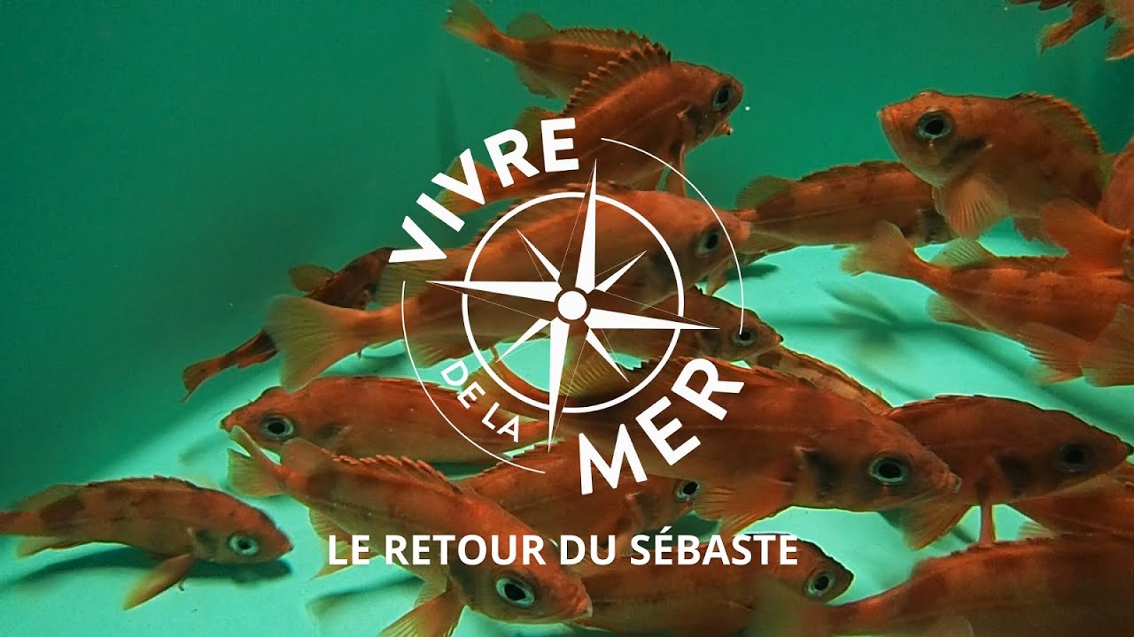 Vivre de la mer: Le retour du sébaste