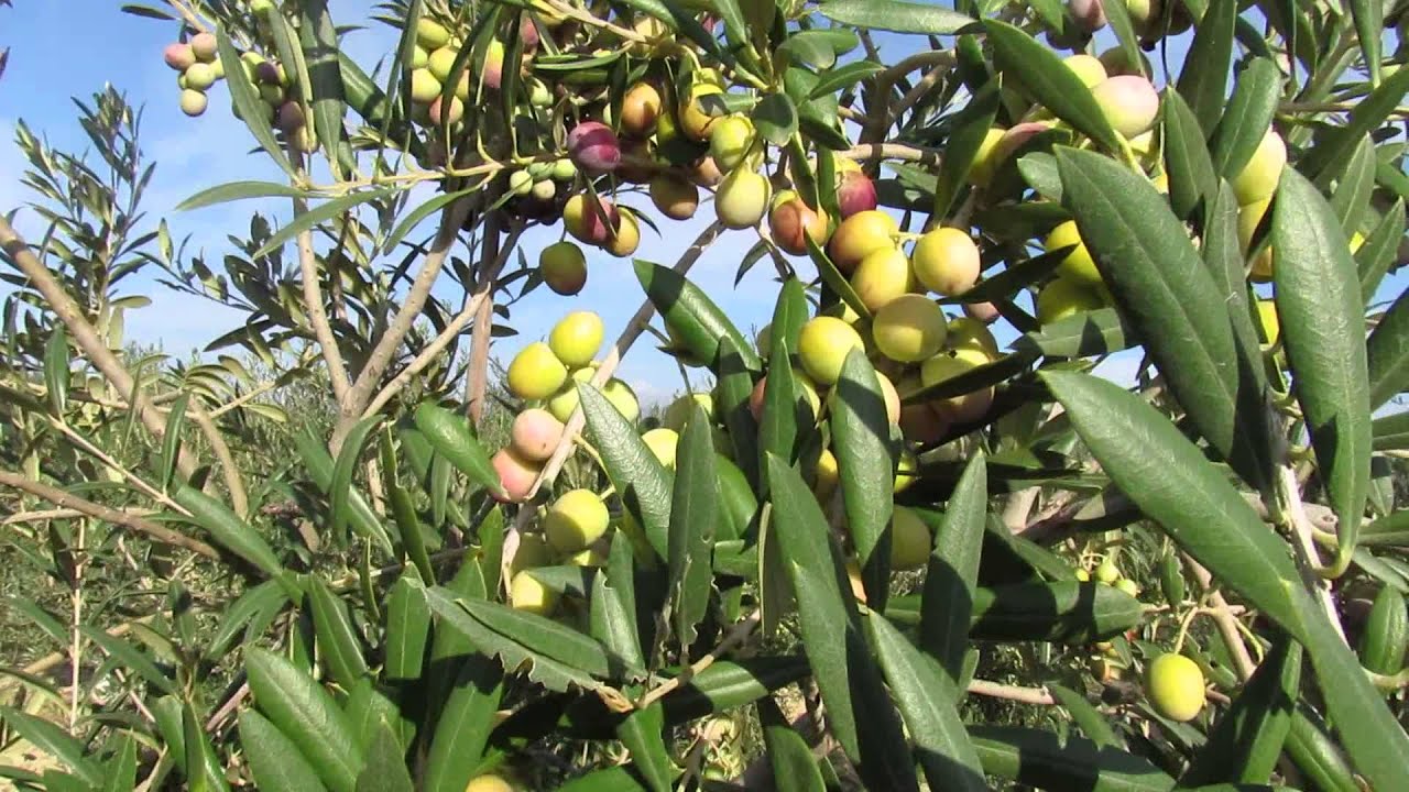 Pre recogida Aceituna Arbequina Andalucia