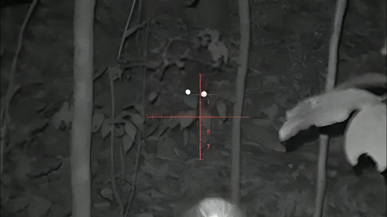 Mateiro entrando na Espera / Visão noturna Henbaker / Rifle 22