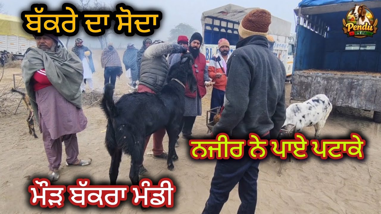 ਬੱਕਰੇ ਦਾ ਸੋਦਾ Maur Bakra Mandi #live_sauda #goatfarming @PenduFarm @goatstar94 #rajudirba #farming 