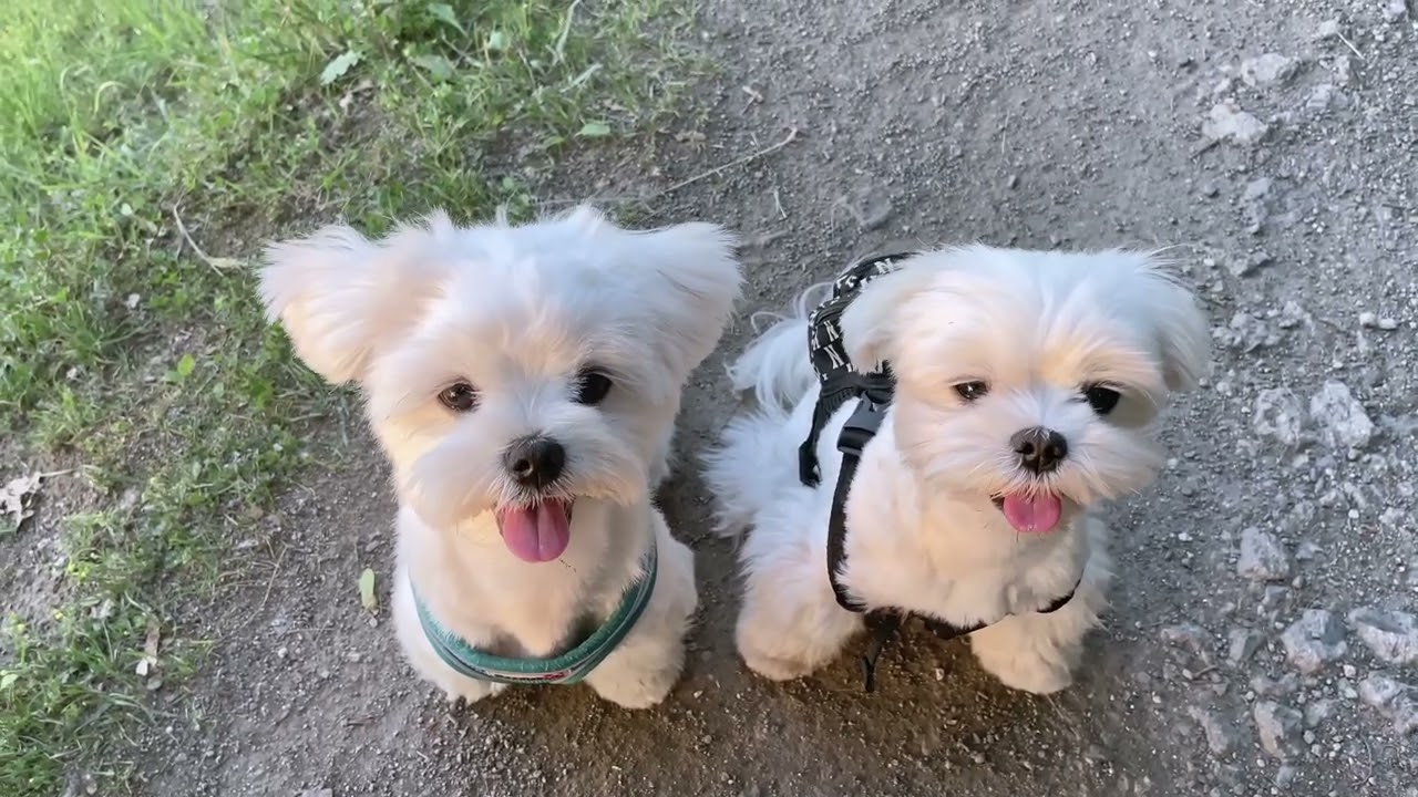 MY MALTESE DOGS 5 YEARS IN REVIEW 😍
