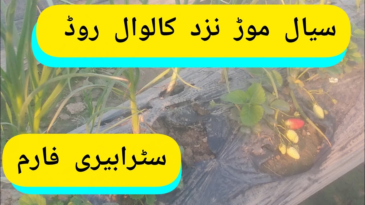 Strawberry Farming In District Chiniot | سائنس اور سٹرابیری فارمنگ