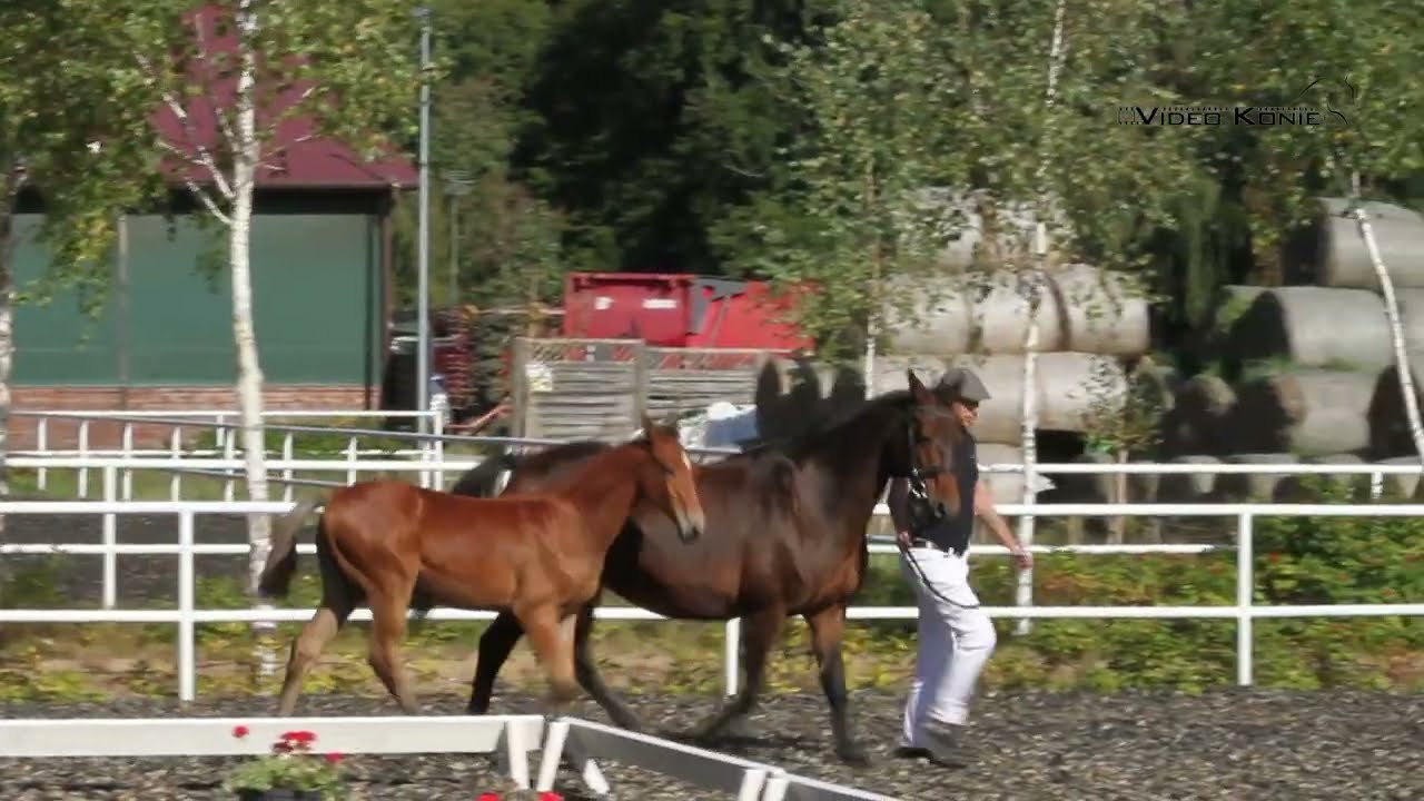 ogier ARAGORN C rasa HOL ur. 2025 (AGANIX DU SEIGNEUR x LUCKY CHAMP x FLEMING)
