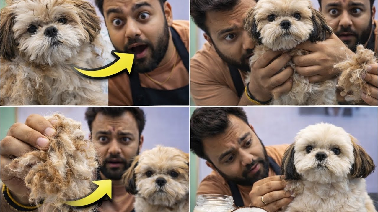 90% Dog Parents ये गलती करते हैं 😱 | Shih Tzu & Long Hair Dog Care Tips#ShihTzuCare  #DogGrooming 