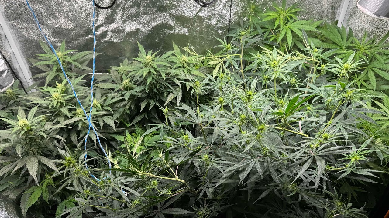 TWO WEEKS OF FLOWER: SILVER TRAINWRECK, BLUEBERRY, BRUCE BANNER