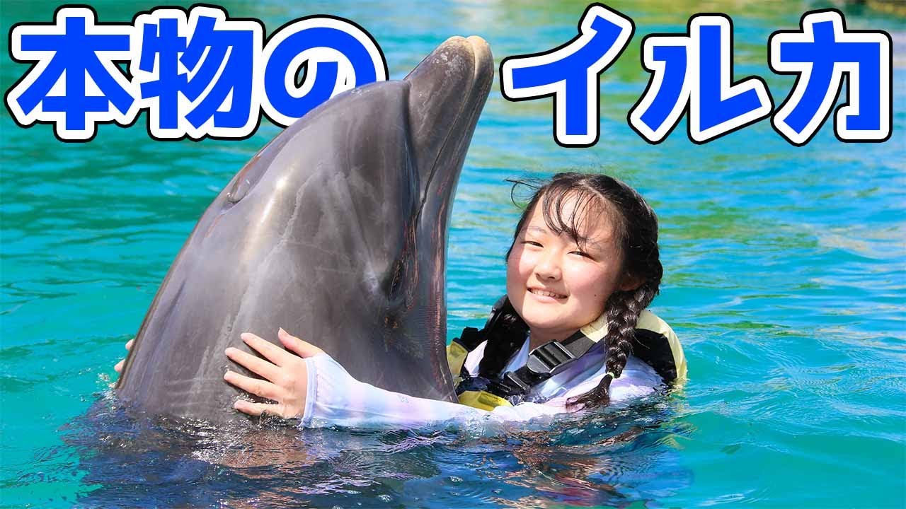🐬スゴすぎ！海で本物のイルカと一緒に泳いだ！【Vlog】 - はねまりチャンネル