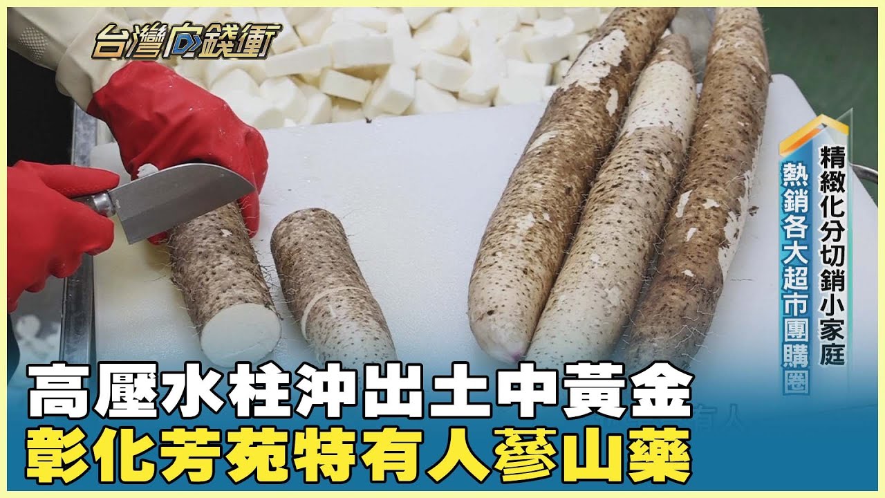 高壓水柱沖出土中黃金 彰化芳苑特有人蔘山藥 20251220【台灣向錢衝】PART2