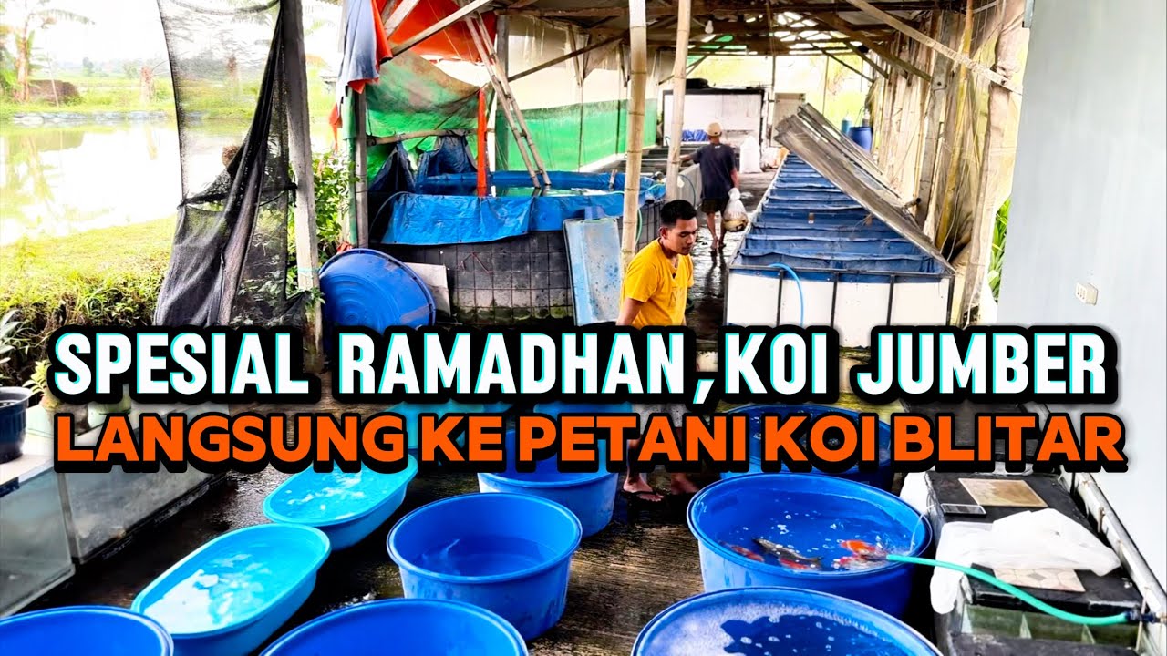 Koi gede gede tapi murah di petaninya langsung ‼️Karangsono koi blitar 