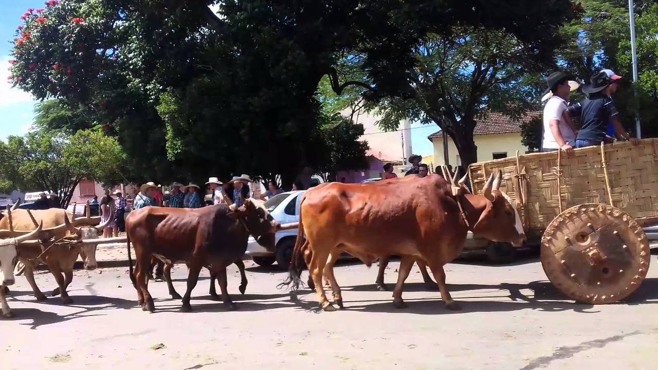 Desfile de carro de boi monte belo 2016