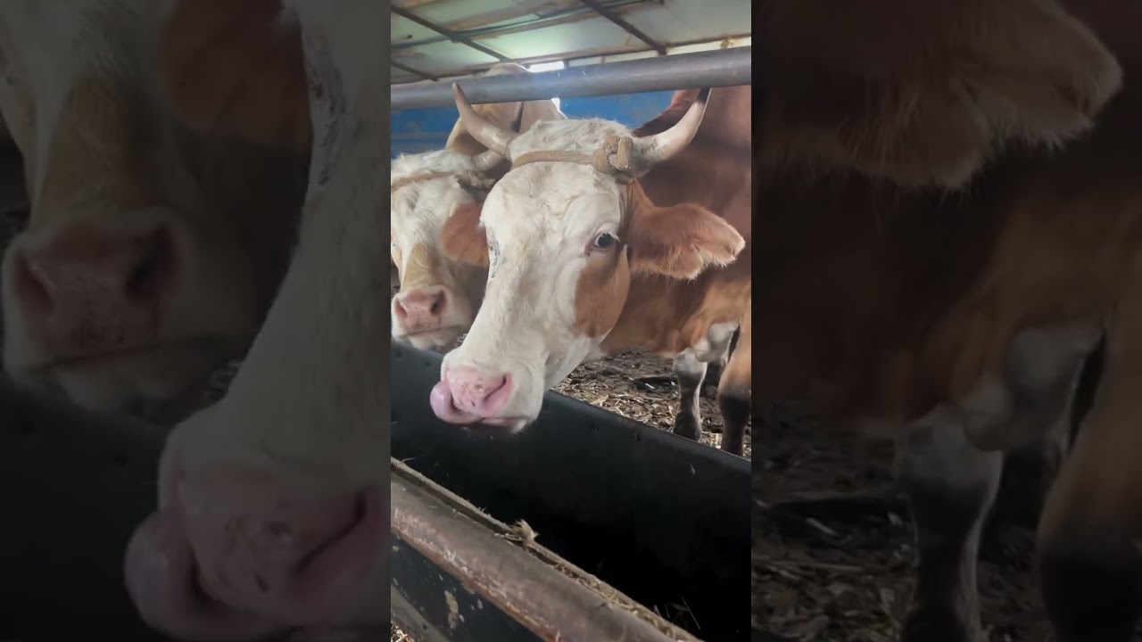 Do cows like to eat garlic?