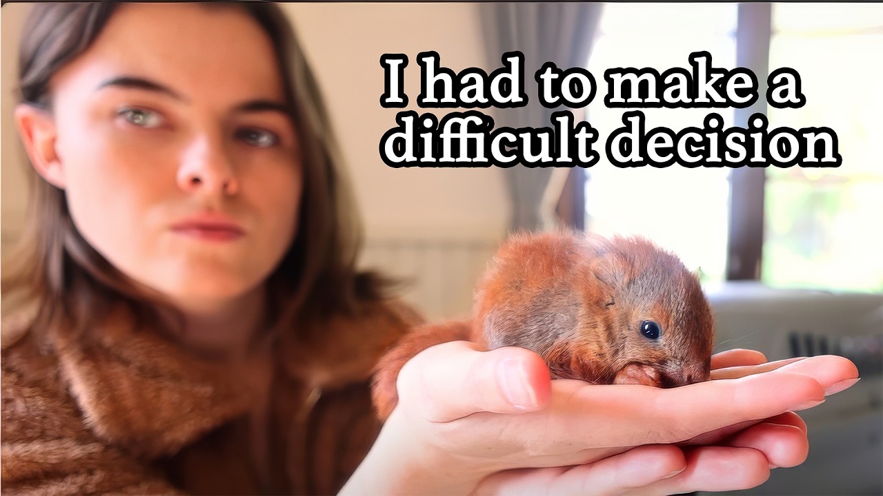 Baby Squirrels' Release to the Wild doesn’t go to plan