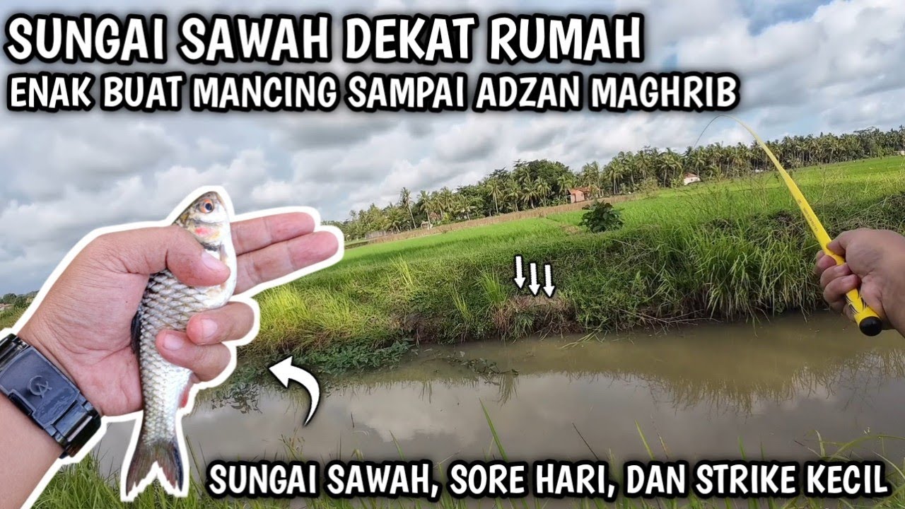 MANCING WADER SAMBIL NIKMATIN SORE 🎣🔥
