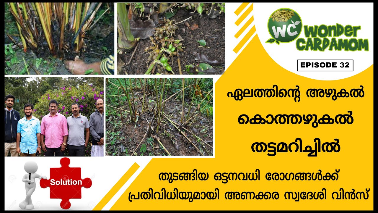Cardamom- How to select a new farming land/Large plantations in Idukki/Main diseases in rainy season