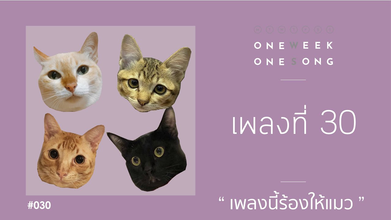 One Week One Song - เพลงที่ 30 [ เพลงนี้ร้องให้แมว ]
