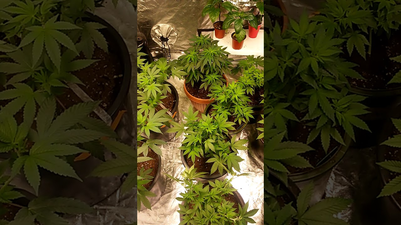 mars hydro 150 &times;2 super skunk week 5. 3 &times; cake. 1 gmo