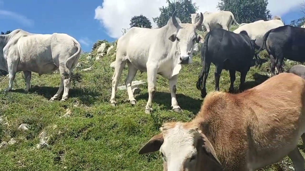 bahut Sundar najara pahad johnsaar