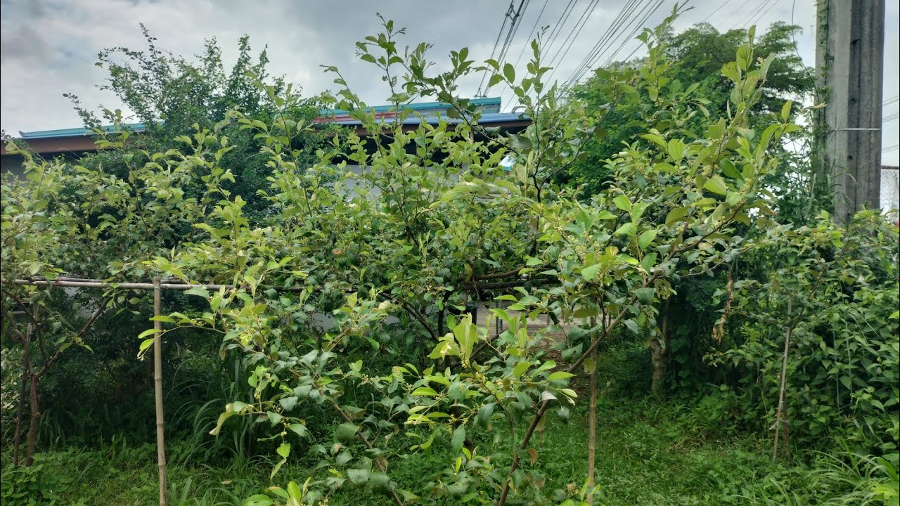 อัพเดท...สวนพุทราหน้าฝนข้างบ้าน#ที่นี่ศรีสะเกษ #ผลไม้ #พุทรา 