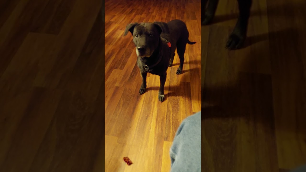 Pupper does a do