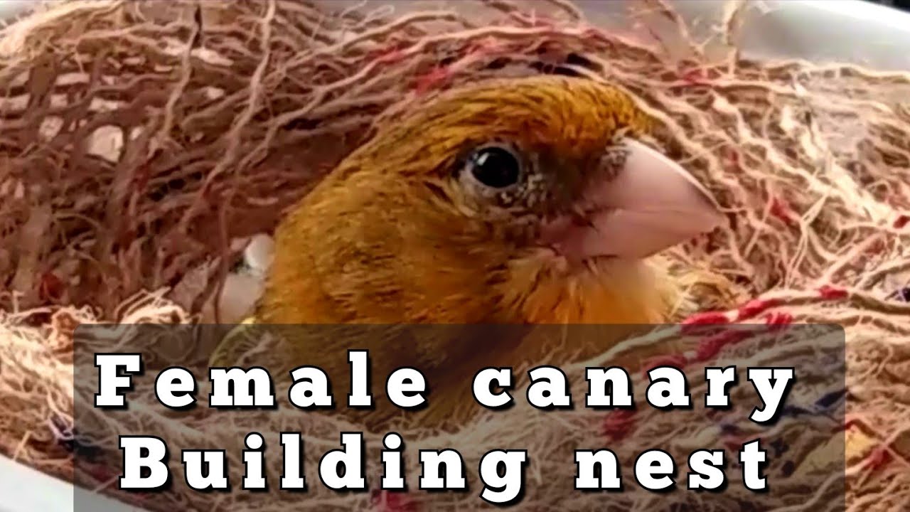Female canary building nest