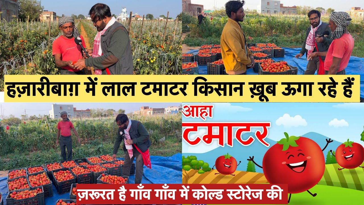 आहा टमाटर | हज़ारीबाग़ में लाल टमाटर किसान ख़ूब ऊगा रहे हैं, ज़रूरत है गाँव गाँव में कोल्ड स्टोरेज की