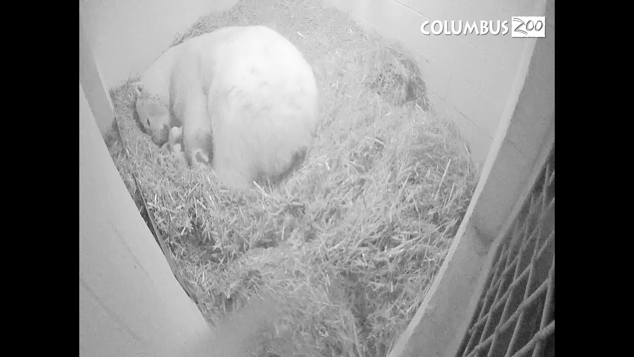 Polar Bear Cub Update
