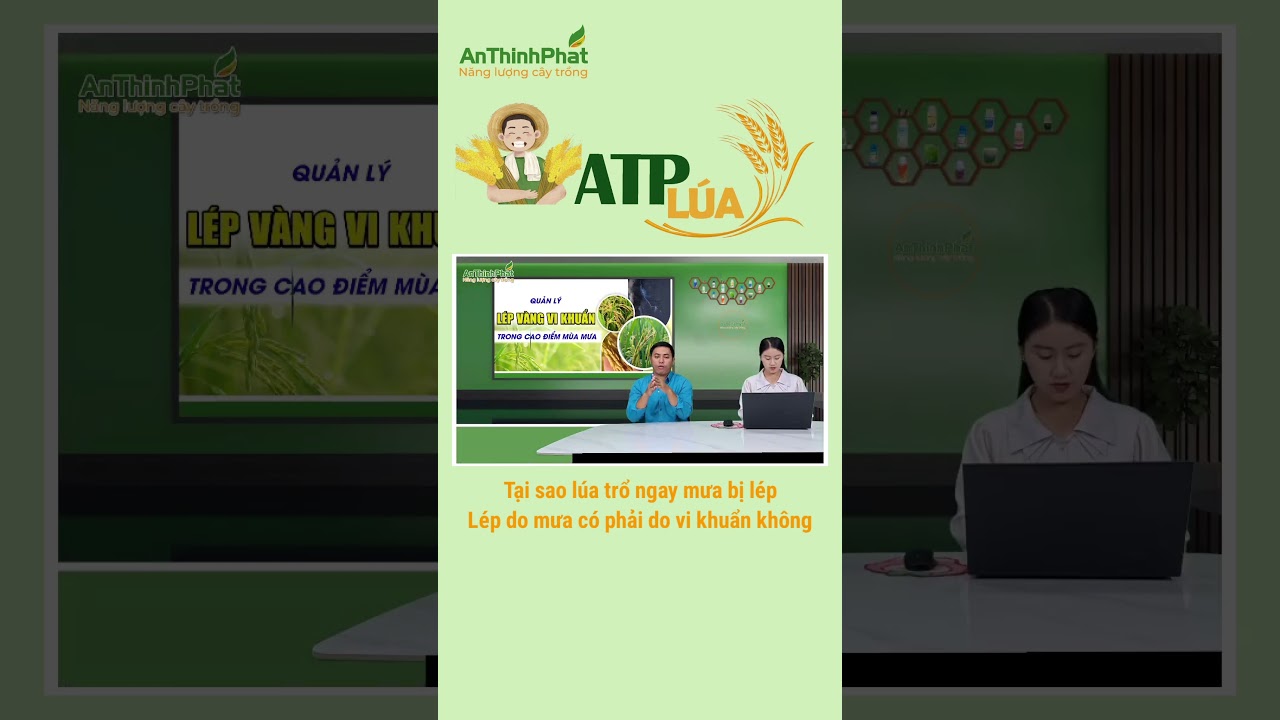 Nguy&ecirc;n Nh&acirc;n L&uacute;a Trổ Ngay Mưa Bị L&eacute;p V&agrave; C&aacute;ch Khắc Phục | An Thịnh Ph&aacute;t