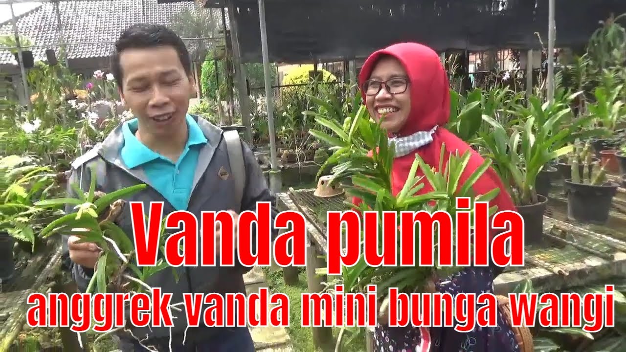 Vanda pumila anggrek vanda mini bunga wangi species asal Sumatera