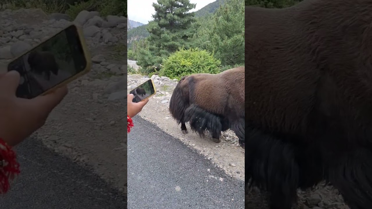 Sober Yak. Gunji, Uttarakhand 