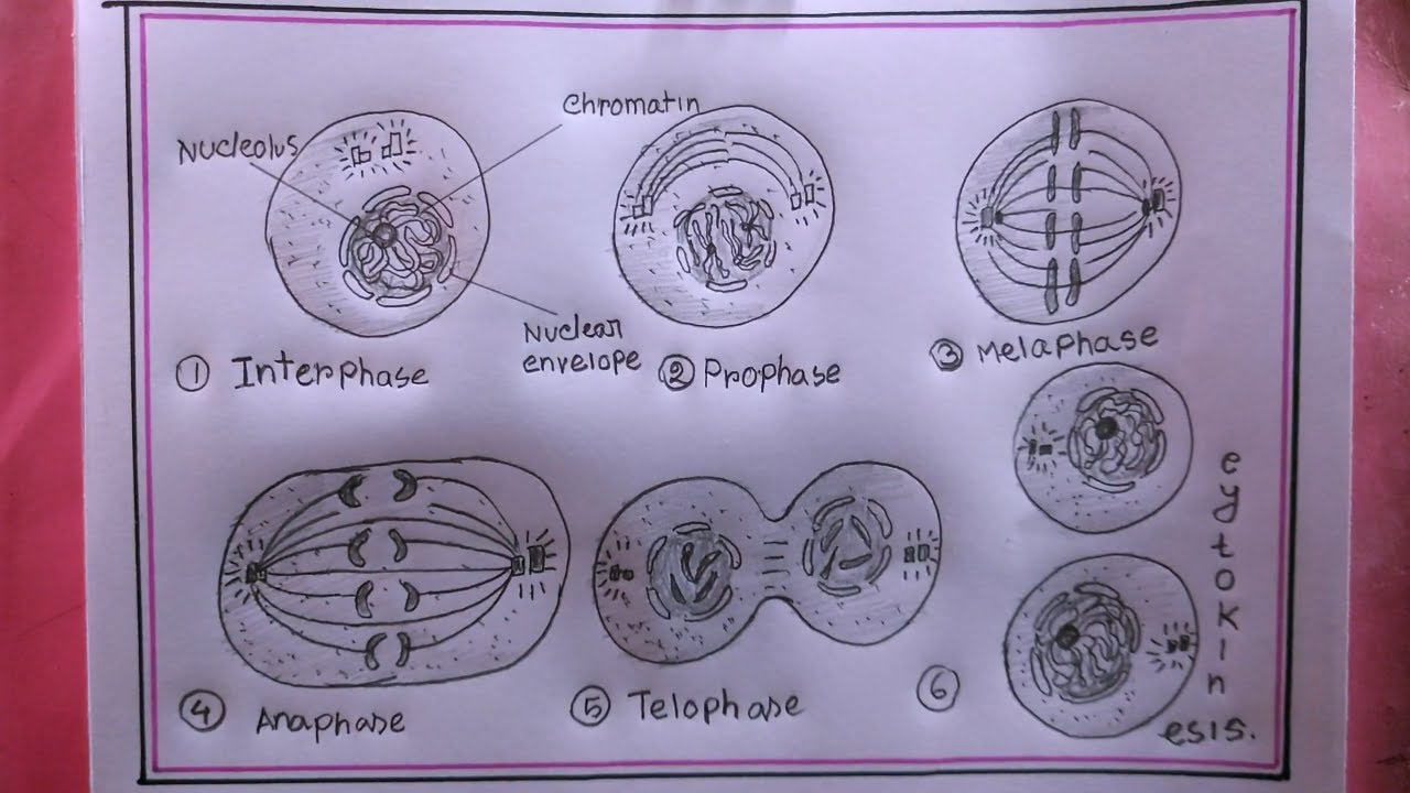 how to draw mitosis/draw mitosis diagram