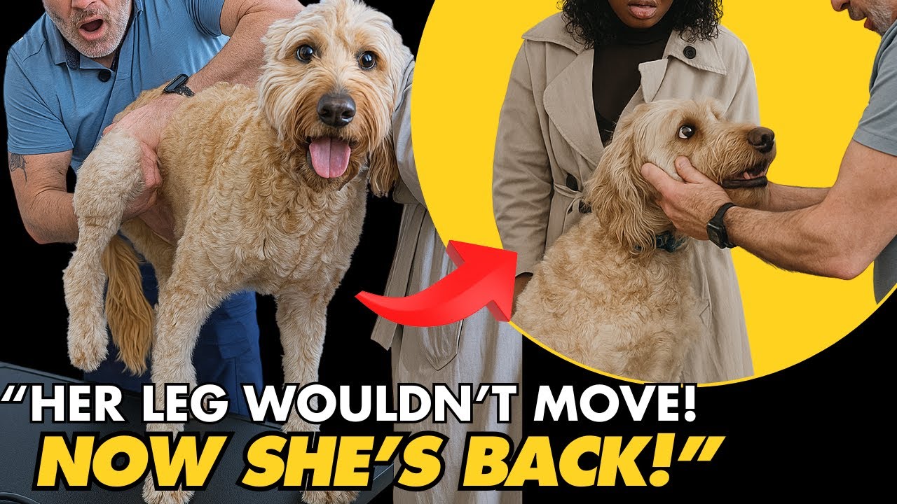 HER LEG WASN’T MOVING RIGHT! 😭 Goldendoodle Gets Adjusted 🐕