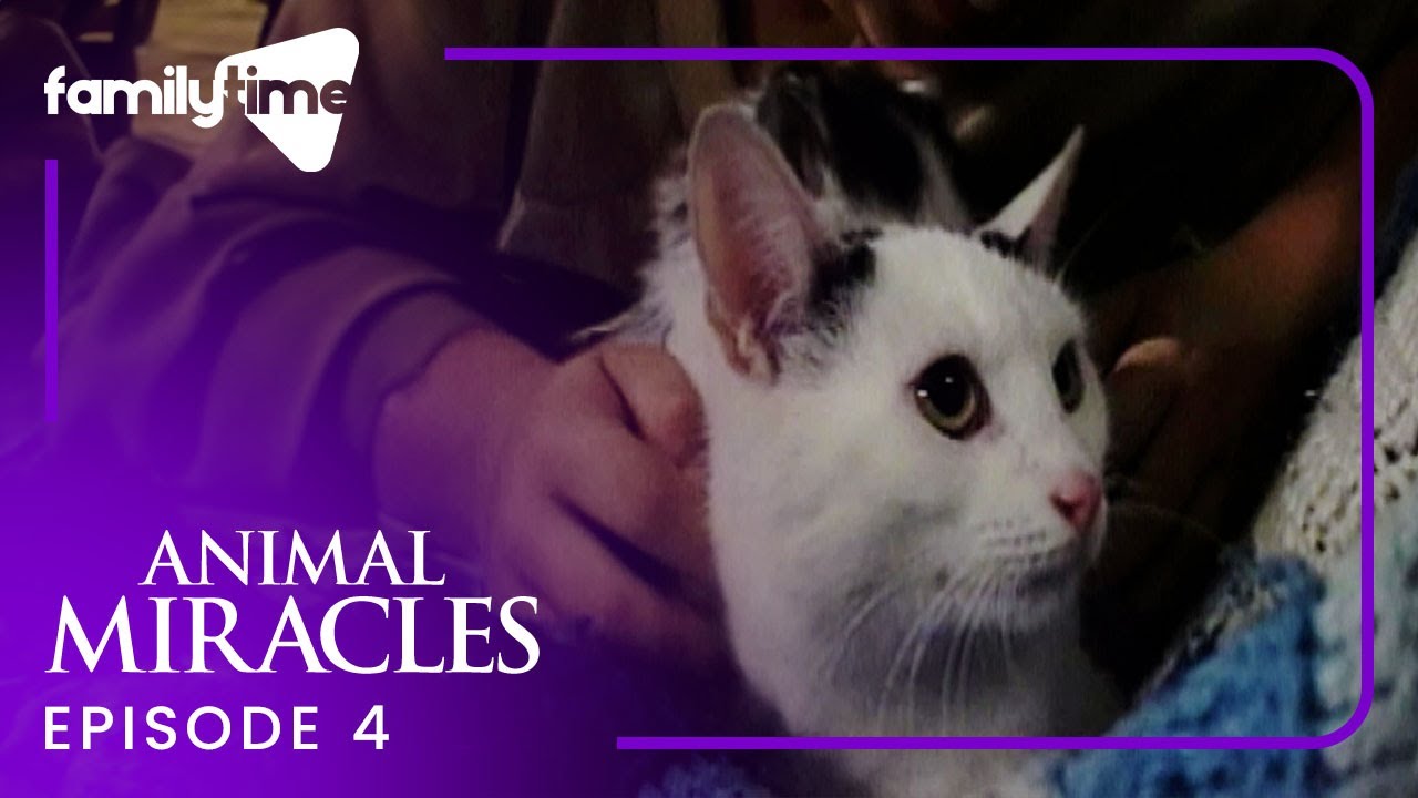 Animal Miracles | Episode 4 | Heavenly Friends